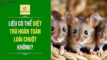LIỆU CON NGƯỜI CÓ THỂ DIỆT TRỪ HOÀN TOÀN LOÀI CHUỘT KHÔNG?