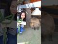 Capybara REFUSES Selfie? 🤣 #cuteanimals #shorts
