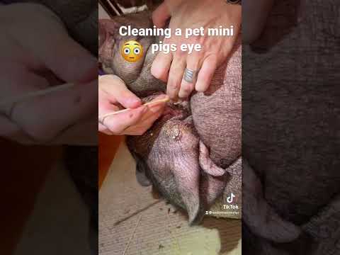 Cleaning out a pet mini pigs eye,so much instant relief❤️??‍♀️www.mohrmethodgroup.com