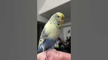 BUDGIE GOES CRAZY