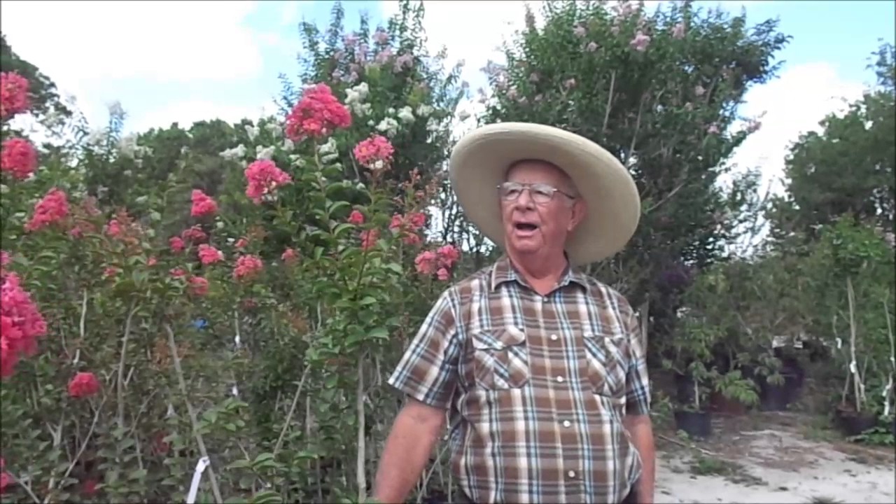 Crepe Myrtle Time by Richard Skinner, Hawkins Corner Nursery YouTube