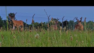 Stalking 13 whitetail bucks on Ft Knox military installation!