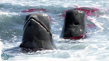 PILOT WHALE ─ Even Orcas are Afraid of the Cheetahs of the Deep Sea!