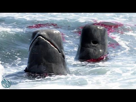 Video: Muaj whale stranding. Vim li cas cov whales thiaj tuaj txog ntawm ntug dej?