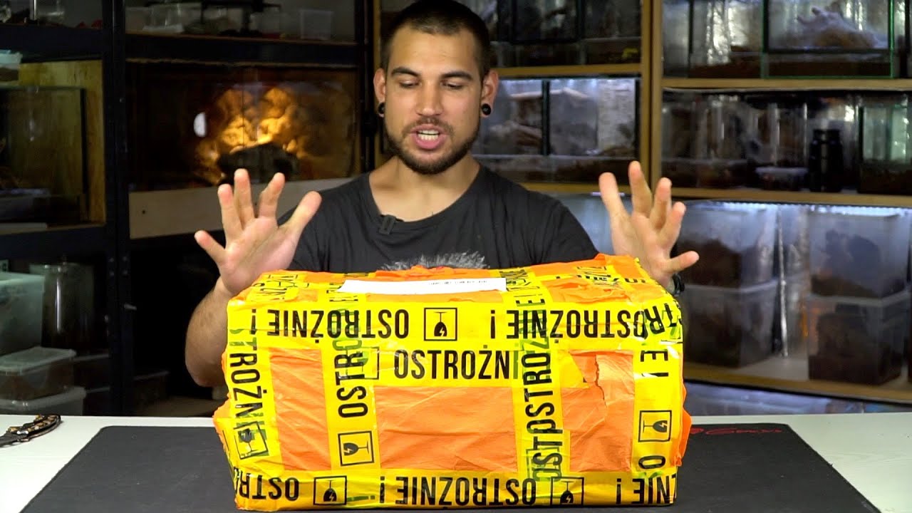 Paczka NIESPODZIANKA #56 Ładny karton = fajna zawartość ??