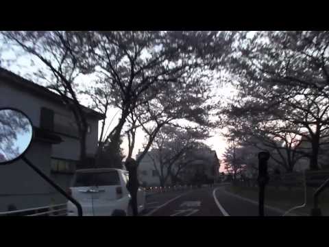 水元公園の桜