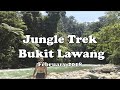 Jungle Trek - Bukit Lawang - Sumatra, Indonesia-  February 2018