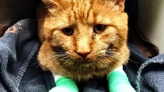 Бездомный кот уже не мог терпеть боль, и пришел за помощью к людям!