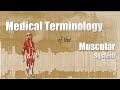 Medical terminology of the muscular system