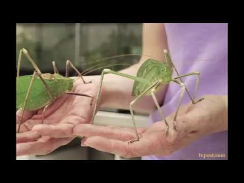 世界最大の昆虫 衝撃の映像に驚愕 超貴重なお宝の世界一の昆虫まとめ 最強の昆虫 Youtube