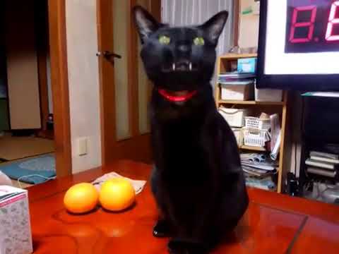 ウチの猫のあくびにゴジラの声を入れてみた Youtube