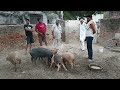 गांव में Pig Farming कैसे करते हैं बाल्मिकी समाज के पिग फार्मर? desi suar palan