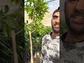 أشجار مانجو عويسي عمر ٦سنوات مثمرة 