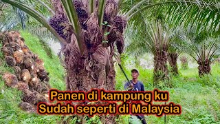 Panen sawit di kampung ku Sudah seperti di Malaysia || gak pakek songgo