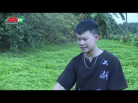 Video: Cây Cỏ dại Phong Na Uy - Mẹo Kiểm soát Cây Phong Na Uy