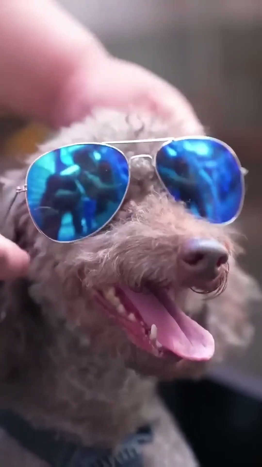 Puppies drive to deliver messages！ #funny #guige #movie