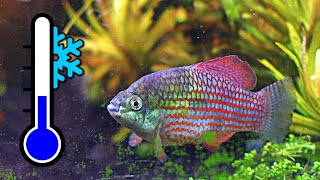 Top 10 Frosty Fish for a Cool Water Aquarium ❄️