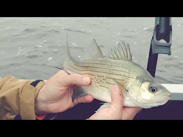 How to Use Blade Baits to Catch White Bass & More 