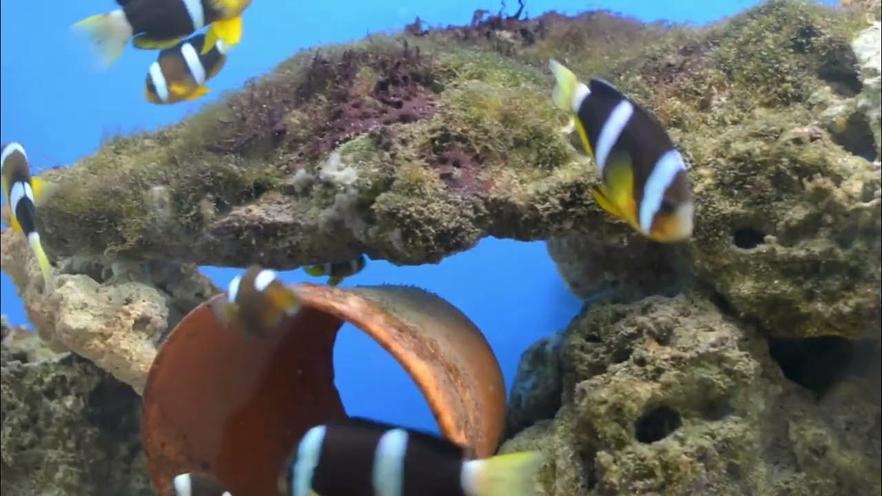 live-music-near-me-youtube