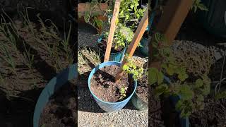 This Tiny Garden Produces More Than You Think #containergarden #harvest #diy