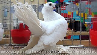 Pigeon Culbutant de Posture de Sibérie - Salon Avicole d'Évreux 2020