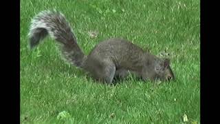 Grey Squirrel is Annoying and Ruining My Garden! by Goodstuff 57 views 3 years ago 2 minutes, 19 seconds
