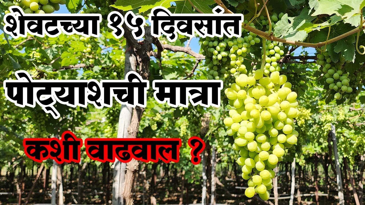 शेवटच्या १५ दिवसांत पोट्याशची मात्रा कशी वाढवाल ?।#Doctor_Kisan#पांढरीमुळी#द्राक्ष#slurry#Super