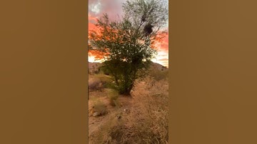 سورة الضحى #قران