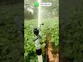 KILIMO CHA UMWAGILIAJI Yuzuak ATOM 22 Irrigation RAIN GUN Tast Tz Tanzania Farming Africa Kilimo