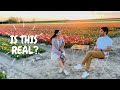 Amazing Tulips Fields Of Netherlands | Dutch Tulips Season Is Here | Desi Couple On The Go Travel