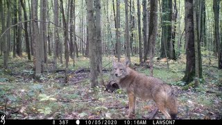 Coyotes Of Michigan 2019 -2020