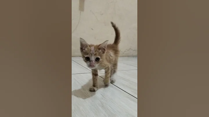 Video 11903171: cat bath