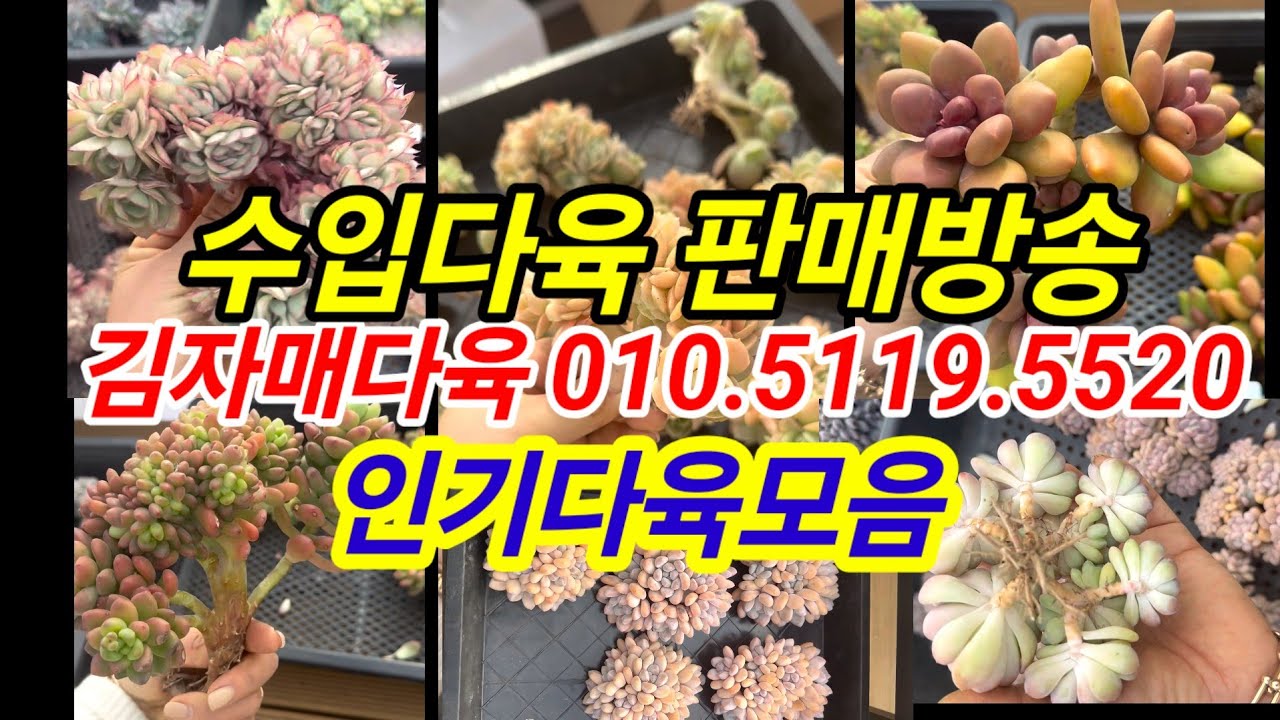 중국현지에서 김자매사장님께서 판매하시는 다육이 미리보여드려요 ~선찜하세요💕 김자매다육 010.5119.5520 
