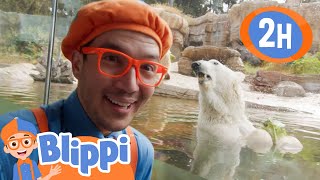 Blippi visits San Diego Zoo! | Animals for Cartoons Kids | Funny Cartoons | Learn about Animals