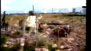 Psychic TV - Joy (1989)