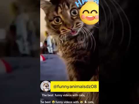 Funny Pets |