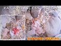 #103🦅Falcon Nest ❻ Slechtvalken Nestkast Onze Lieve Vrouwe Toren Amersfoort