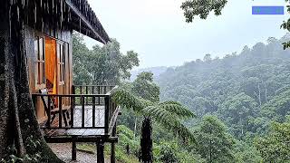 Soothing Tropical Rain Forest Rain and Piano Music for Peaceful Restful Sleep