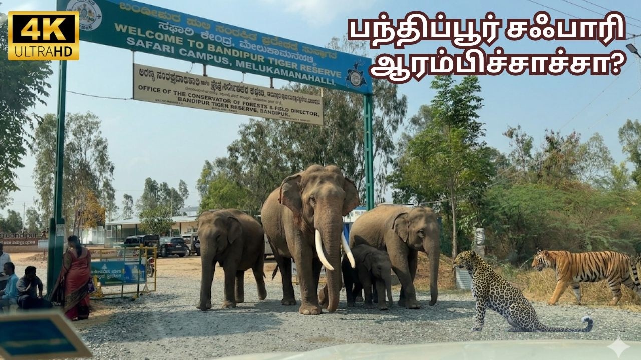 பந்திப்பூர் Wildlife Safari is open? | இரவு காட்டிற்குள் @SimbaaVlogs