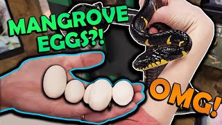 Our MANGROVE SNAKES Laid Eggs!!