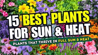 🌞😱 SUN & HEAT WARRIORS! 15 Best Plants That Thrive in Full Sun & Scorching Heat 🌼✨