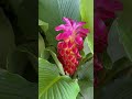 August 5 2025 The Enchanting Beauty Of Curcuma Hybrid Flowers August 5 2025 The Enchanting Beauty Of Curcuma Hybrid Flowers