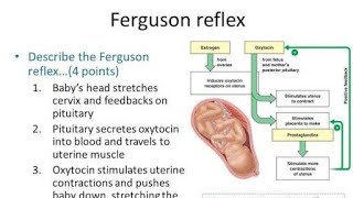 Ferguson’s reflex;  powerful and fascinating neuroendocrine response, plays a key role in labor and