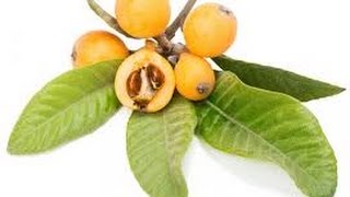 Health Benefits of the Loquat (also called the Japanese Plum)