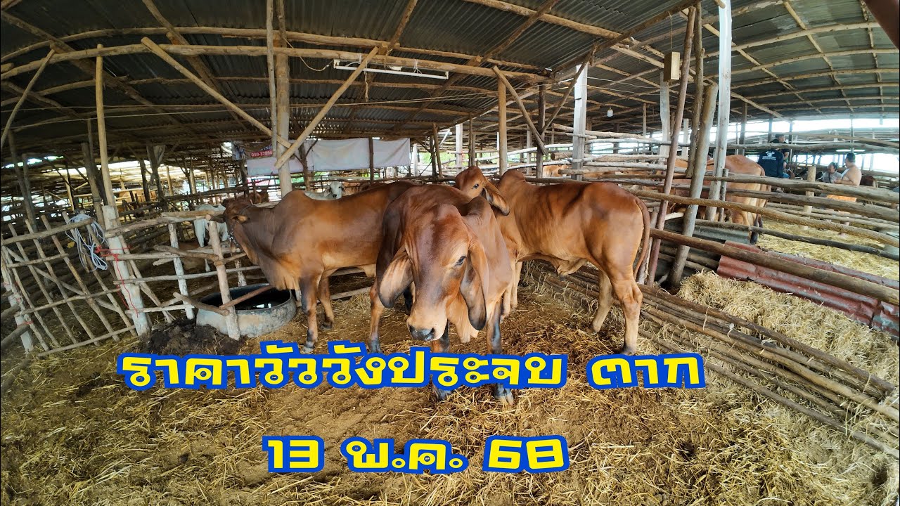 ราคาวัวตลาดนัดโค กระบือวังประจบ ตาก  ( 13 พฤษภาคม 2568 )