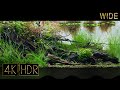 [Wide] This 24 Inches Aquarium (2ft/60cm)｜Fixed 3hours 4K HDR 60fps｜Real Aquarium ｜Paradise