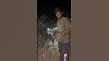 Dangerous python rescue