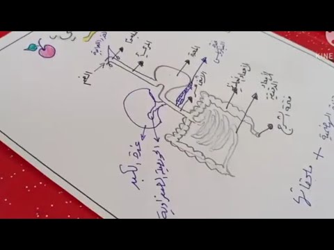 إستناج تعريف الهضم الميكانيكي و الهضم الكيميائي