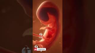 Embryo and Fetal Development 👶❤Development Of The Baby In The Womb Month By Month👶❤ Embryo and Fetal Development 👶❤Development Of The Baby In The Womb Month By Month👶❤