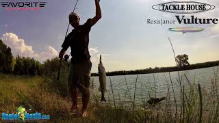 Tackle House Resistance Vulture VS Sea bass,  Five Live Strikes